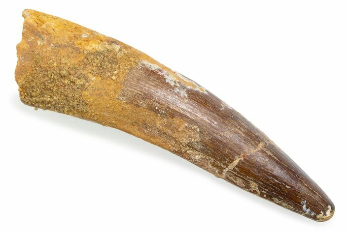 Fossil Spinosaurus Tooth - Real Fossil Tooth #372862